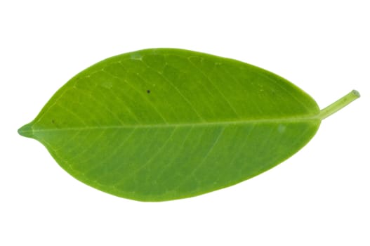 isolated green leaf on white background