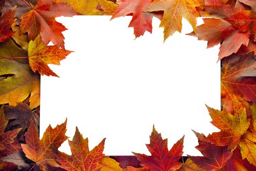 Fall Maple Leaves Border with White Background