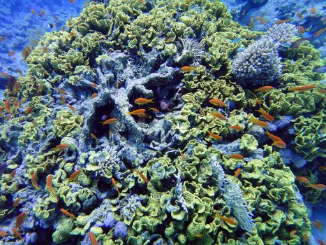 Coral and red fishes, Red sea, Sharm El Sheikh, Egypt.