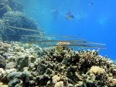 Long fishes, Red sea, Sharm El Sheikh, Egypt.