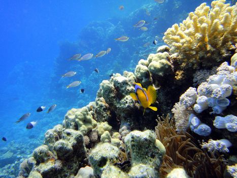 Amphiprion and his anemone, Red sea, Egypt