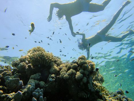 Snorkling, Sharm El Sheikh, Egypt