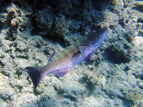 Matrimonial dance of grouper, Red sea, Egypt