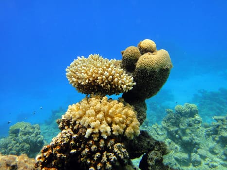 Unusual coral, Red sea, Egypt