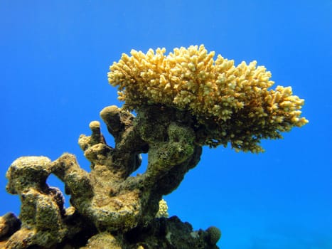 Unusual coral, Red sea, Egypt