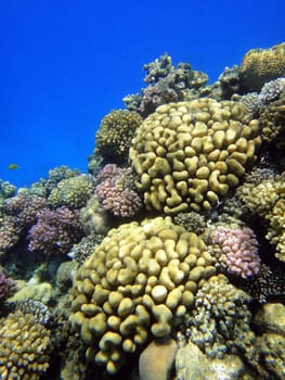 Coral garden, Red sea, Egypt