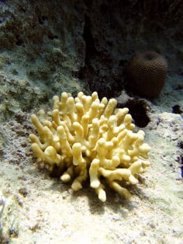 Coral bush, Red sea, Sharm El Sheikh, Egypt