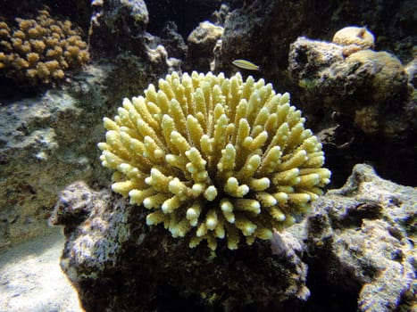 Coral bush, Red sea, Sharm El Sheikh, Egypt