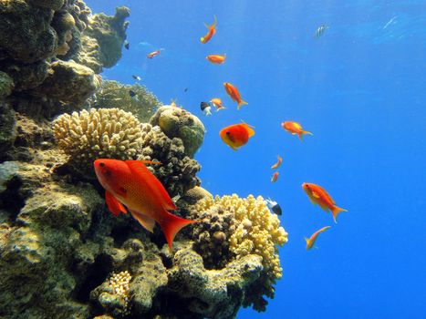 Red fishes, Red sea, Egypt