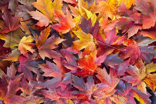 Fall Season Maple Tree Leaves Background