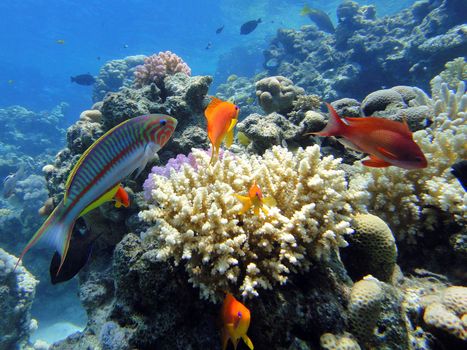 Multicolored fishes, Red sea, Sharm El Sheikh, Egypt