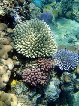 Coral garden, Red sea, Sharm El Sheikh, Egypt