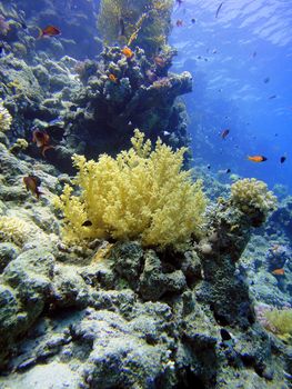 Red sea, Sharm El Sheikh, Egypt