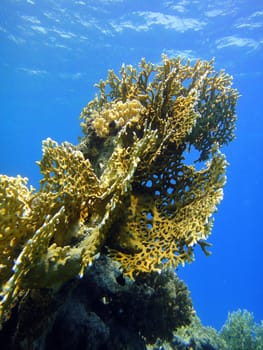 Red sea, Sharm El Sheikh, Egypt