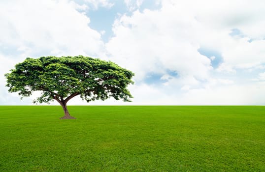 green tree  in the green field and under the blue sky