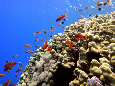 Red sea, Sharm El Sheikh, Egypt