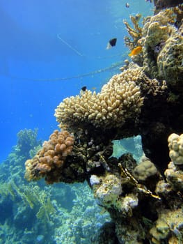 Red sea, Sharm El Sheikh, Egypt