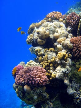 Red sea, Sharm El Sheikh, Egypt