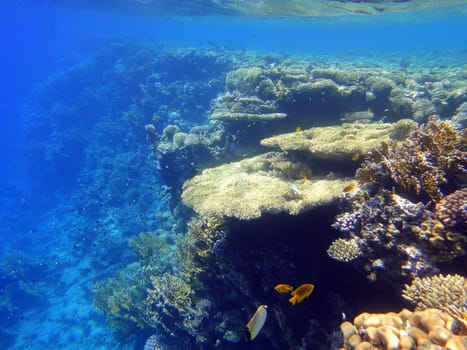 Red sea, Sharm El Sheikh, Egypt