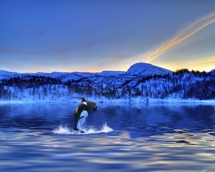 Killer Whale jumping out of the water