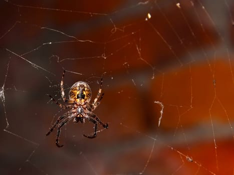 Big spider hanging on a web against brick wall