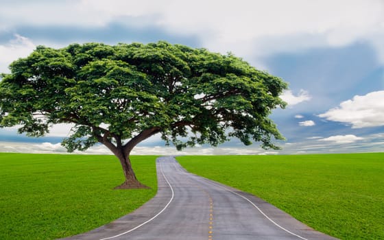 green tree  in the green field and under the blue sky