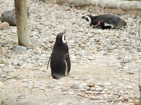 A photo of the penguins in the zoo