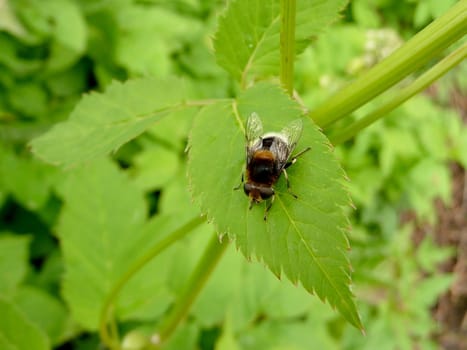 Fat motley fly sits on green leaf