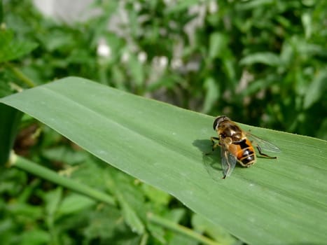 Colorful fly sits on the long green leaf