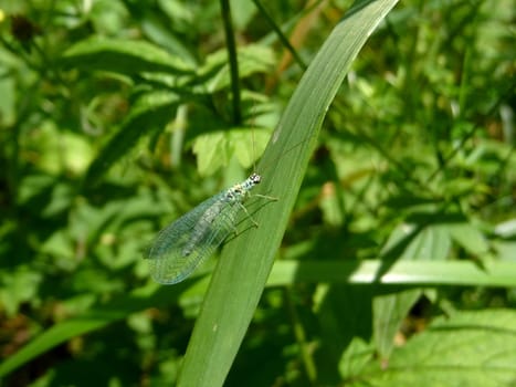 Insect with large wings sits on green leaf