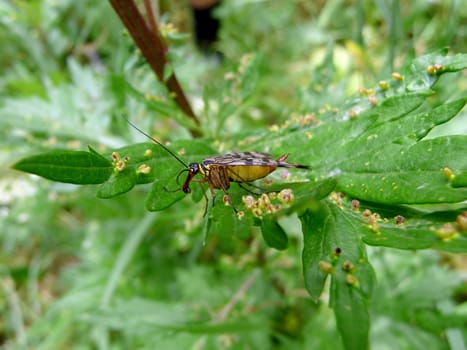 Insect with long antennas sits on the green leaf