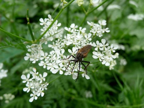 Large ugly mosquito sits on white flowers