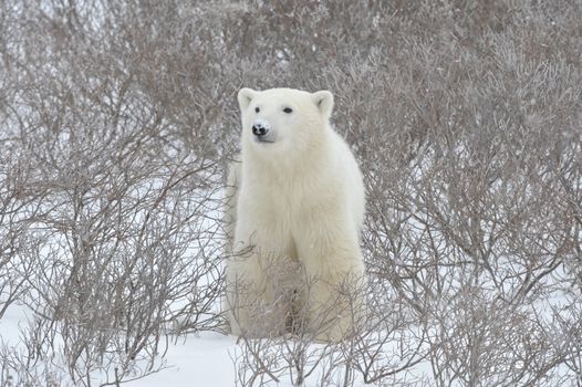 Polar bear. A portrait of a polar bear close up.