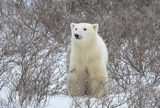 Polar bear. A portrait of a polar bear close up.