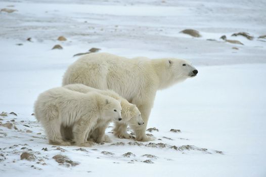 Polar she-bear with cubs. The polar she-bear  with two kids on snow-covered coast.