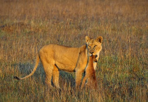 A lioness with new-born antelope prey. The lioness goes on savanna and bears the killed kid of an antelope. A yellow grass. The morning sun.