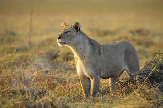 A lioness with new-born antelope prey. The lioness goes on savanna and bears the killed kid of an antelope. A yellow grass. The morning sun.