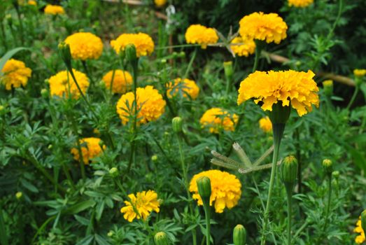 yellow flower farm,marigold 
