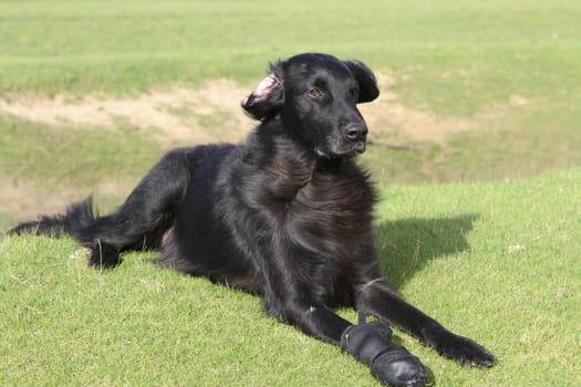 Flatcoat retriever dog  with a protective boot laying in the wind on green grass.