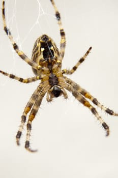an image of Garden spider on spiderweb