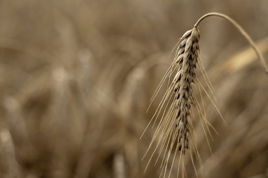 an image of Ears of wheat