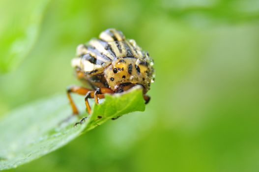 an image of Colorado beetle on potato leaf