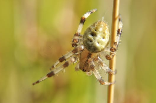 an image of Garden spider on spiderweb