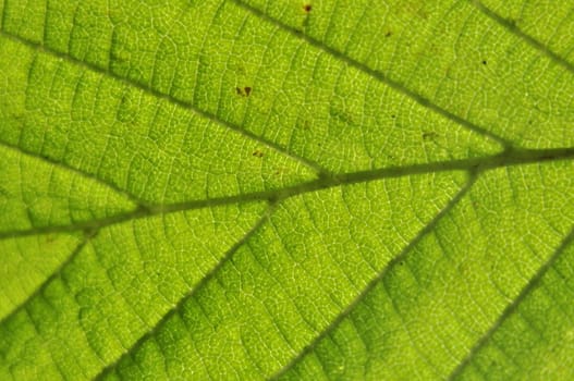 an image of green leaf closeup