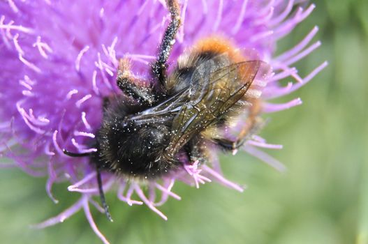 an image of Bumblebee on flower