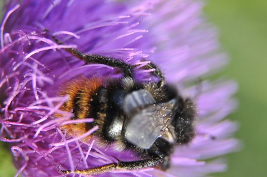 an image of Bumblebee on flower