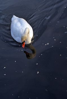 An image of swan