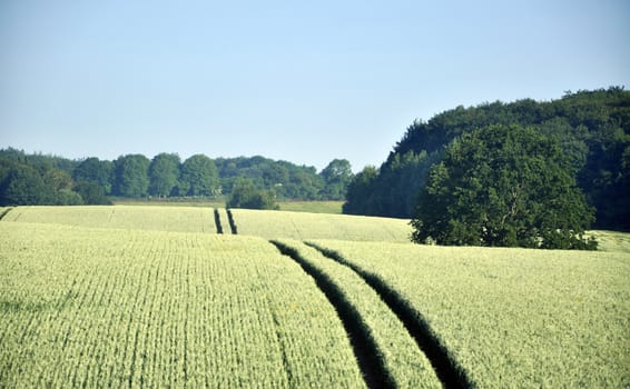 an image of wheat field