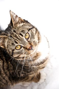 Cat sitting at snow