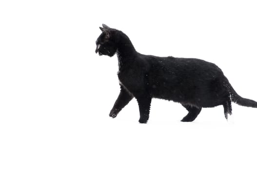 Black cat outdoor at snow